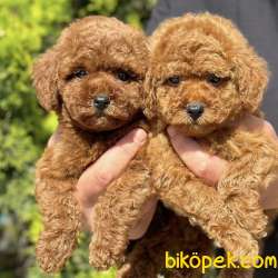 Safkan Toy Poodle Yavrularımız 1