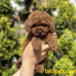 Safkan Toy Poodle Yavrularımız 3