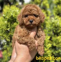 Safkan Toy Poodle Yavrularımız 2