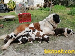Sahibinden St. Bernard Yavruları 5