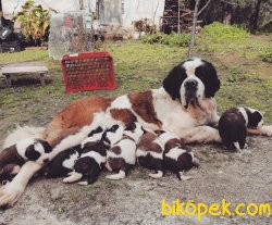 Sahibinden St. Bernard Yavruları 1