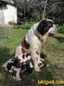 Sahibinden St. Bernard Yavruları 4