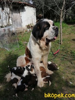 Sahibinden St. Bernard Yavruları 3