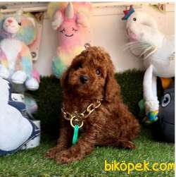 Red Brown Poodle Yavrular 2