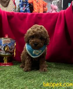 Red Brown Poodle Yavrular 1