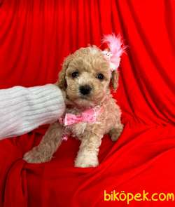 Seviimli Maltipoo Yavrular 1