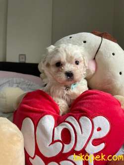 SEVİMLİ MALTESE TERRİER 1