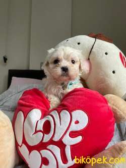 SEVİMLİ MALTESE TERRİER 4