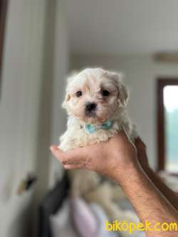 SEVİMLİ MALTESE TERRİER 5