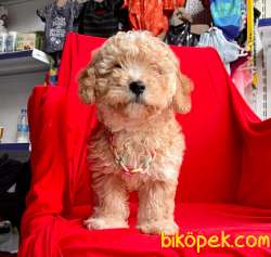 SEVİMLİ MALTİPO YAVRULAR 2