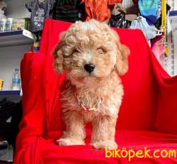 SEVİMLİ MALTİPO YAVRULAR 1