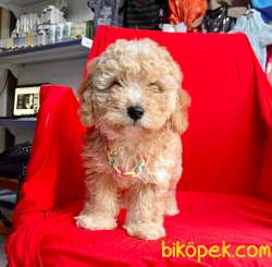 SEVİMLİ MALTİPO YAVRULAR 3