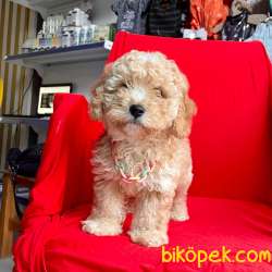 SEVİMLİ MALTİPO YAVRULAR 4