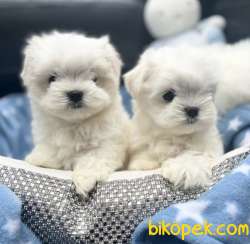 Sevimli Mini Maltese Bebekler 1