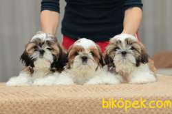 SHIH TZU YAVRULARI İSTANBUL 1