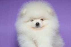 SHOW KALİTE AYI SURAT POMERANİAN  ORJİNAL 1