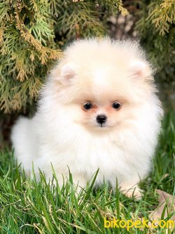 SHOW KALİTE AYI SURAT POMERANİAN  ORJİNAL 3