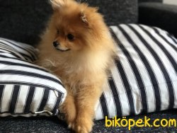 Show Kalıte Dişi Pomerian 1