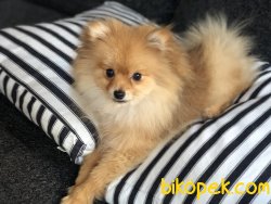 Show Kalıte Dişi Pomerian 5