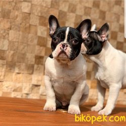 Super Anatomi French Bulldog Yavrular 1