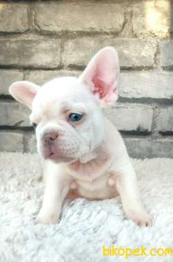SÜPER KALİ̇TE VE GÜZELLİ̇KTE FRENCH BULLDOG PLATİ̇NYUM 3