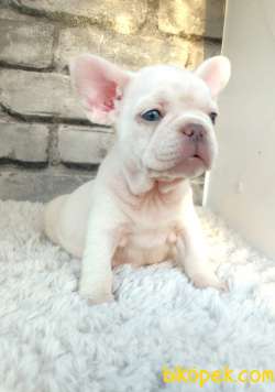 SÜPER KALİ̇TE VE GÜZELLİ̇KTE FRENCH BULLDOG PLATİ̇NYUM 2