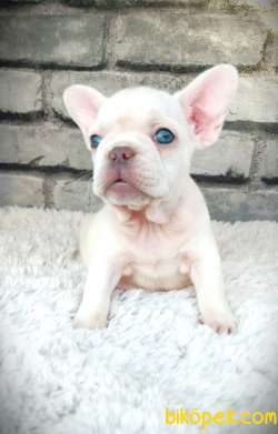SÜPER KALİ̇TE VE GÜZELLİ̇KTE FRENCH BULLDOG PLATİ̇NYUM 4