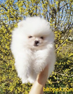 Tatlı Pomeranian Boo Yavrularımız 1