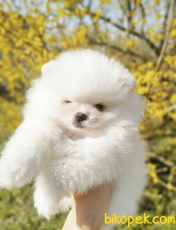 Tatlı Pomeranian Boo Yavrularımız 2