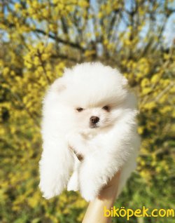 Tatlı Pomeranian Boo Yavrularımız 3