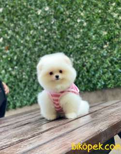 Teddy Face Dişi Pomeranian Boo 5