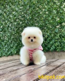 Teddy Face Dişi Pomeranian Boo 1