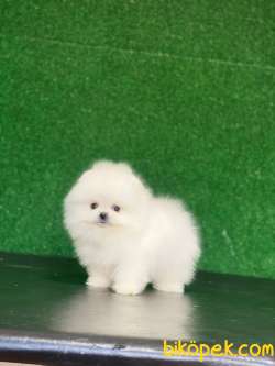 Tedy Bear Yavrumuz Vıctıoria 3