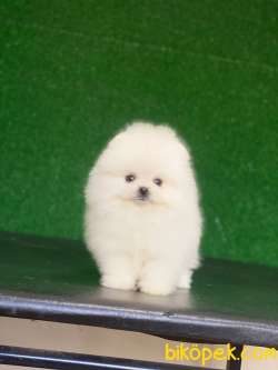 Tedy Bear Yavrumuz Vıctıoria 5