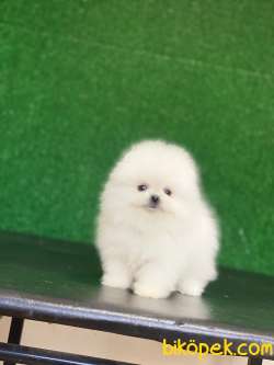 Tedy Bear Yavrumuz Vıctıoria 2