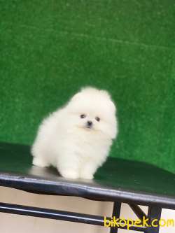 Tedy Bear Yavrumuz Vıctıoria 4