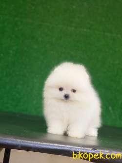 Tedy Bear Yavrumuz Vıctıoria 1