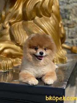 Tommy Secereli Show Kalite Erkek Köpeğimiz 2