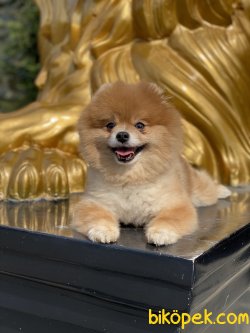 Tommy Secereli Show Kalite Erkek Köpeğimiz 1