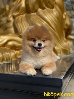 Tommy Secereli Show Kalite Erkek Köpeğimiz 3