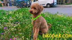 TOOY POODLE YAVRUMUZ 0 TEACUP 2