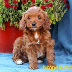 TOOY POODLE YAVRUMUZ 0 TEACUP 1