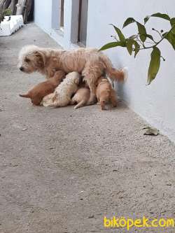 TOOY POODLE YAVRUMUZ 0 TEACUP 3