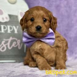 TOOY POODLE YAVRUMUZ 0 TEACUP 2