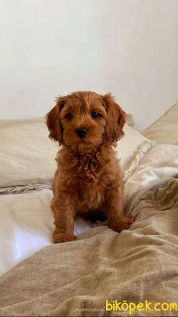 TOOY POODLE YAVRUMUZ 0 TEACUP 3