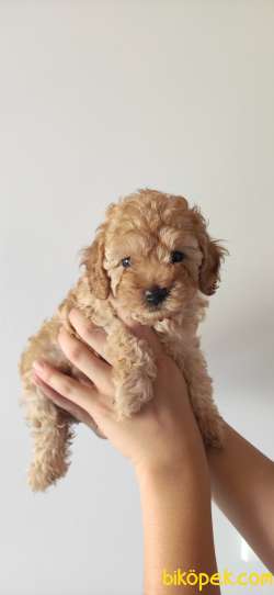 TOY POODLE A SECERE BİBLO BEBEKLER 1