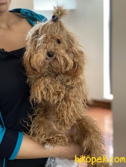 Tea Cup 1,5 Kg Red Poodle Dişi Yavrumuz 2