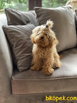Tea Cup 1,5 Kg Red Poodle Dişi Yavrumuz 1
