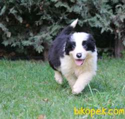 Türkiyenin En Iyi Border Collie Yavruları 2