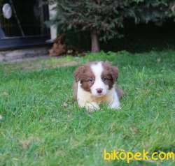 Türkiyenin En Iyi Border Collie Yavruları 4